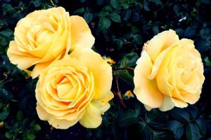 Rosa floribunda Golden Beauty Rose Three buff fluffy golden yellow roses