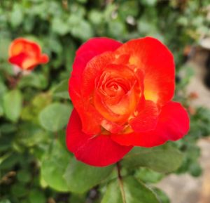 Rosa floribunda Jubilee 150 Rose Flower mixed petals of red and orange