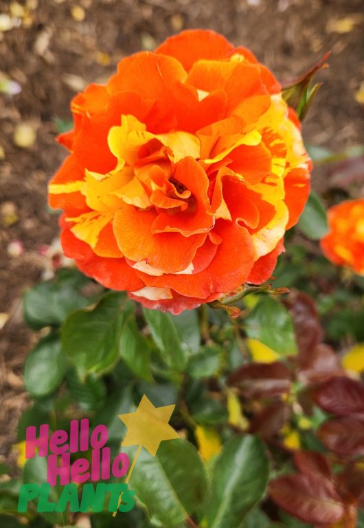 Rose 'Oranges and Lemons' PBR 3ft Standard
