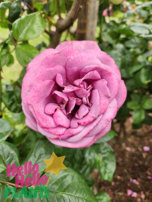 Transplant Australia's Thank You Rose Floribunda Rose stunning lilac purple rose