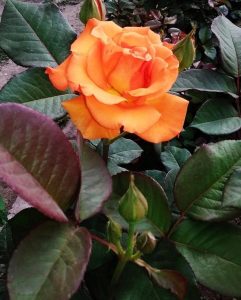 Rosa hybrid tea Copper Gem Orange rose beautiful petals with green and purple foliage