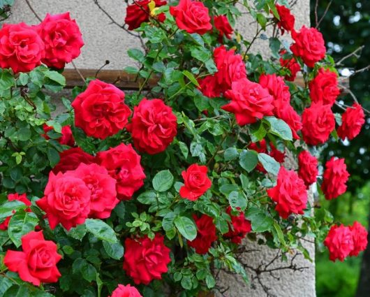 rosa hybrid tea Ena Harkness Rose. Masses of bright red climbing roses with green leaves creeping along a fence