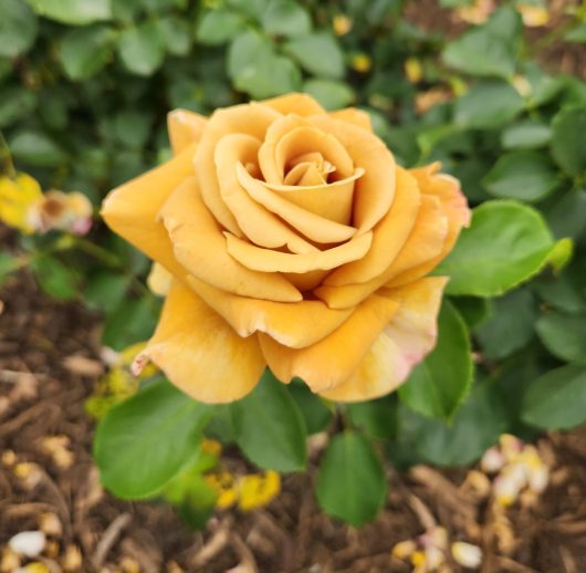 Rosa hybrid tea Honey Dijon Rose yellow mustard coloured rose in a garden with green leaves