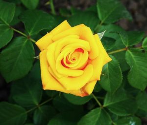 Rose hybrid tea Lord Gold Rose yellow perfect roses with green leaves
