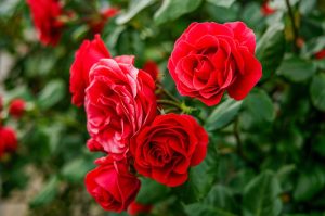 Rose Precious Platinum medium to bright red rose petals against dark green glossy foliage flowering red roses rosa hybrid tea