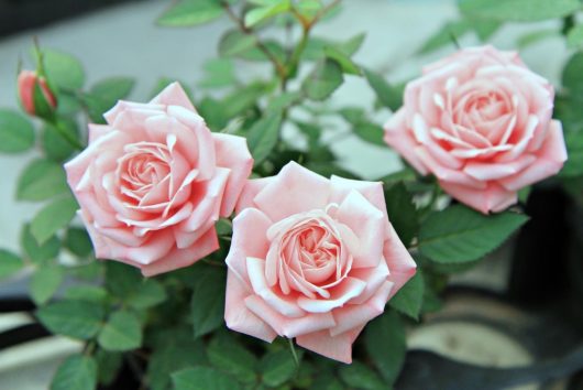Rosa hybrid tea Royal Highness Light pink pale pink rose flowers blooming amongst green glossy foliage