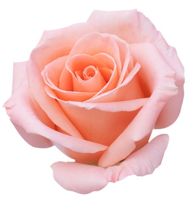 rosa hybrid tea sylvia pink rose flower with white background