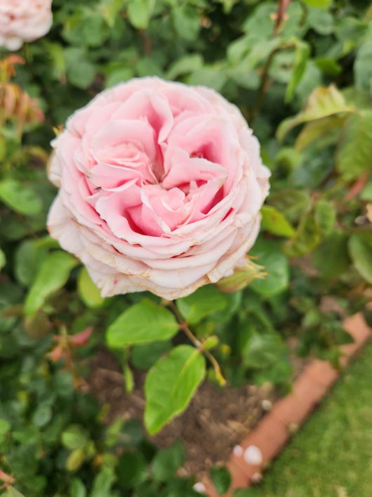 The Children's Rose Pale Pink rosa hybrid tea