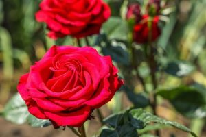 Rosa hybrid tea Chrystler Imperial Red Rose flowers beautiful fragrant petals on stems with green leaves