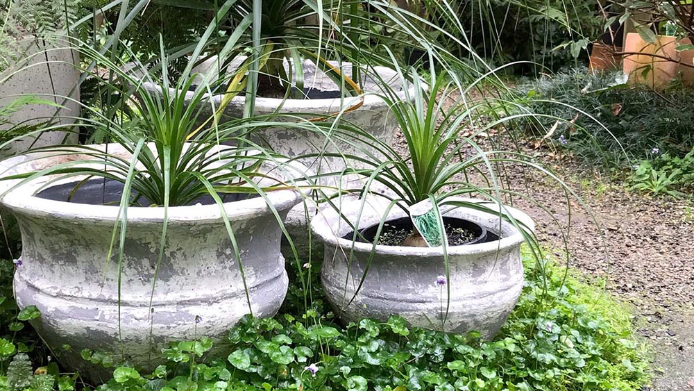 Squat urn stoneware pots