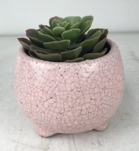 Tang Bowl with Feet Rose pink decorative glazed pots for feature plants with a succulent inside