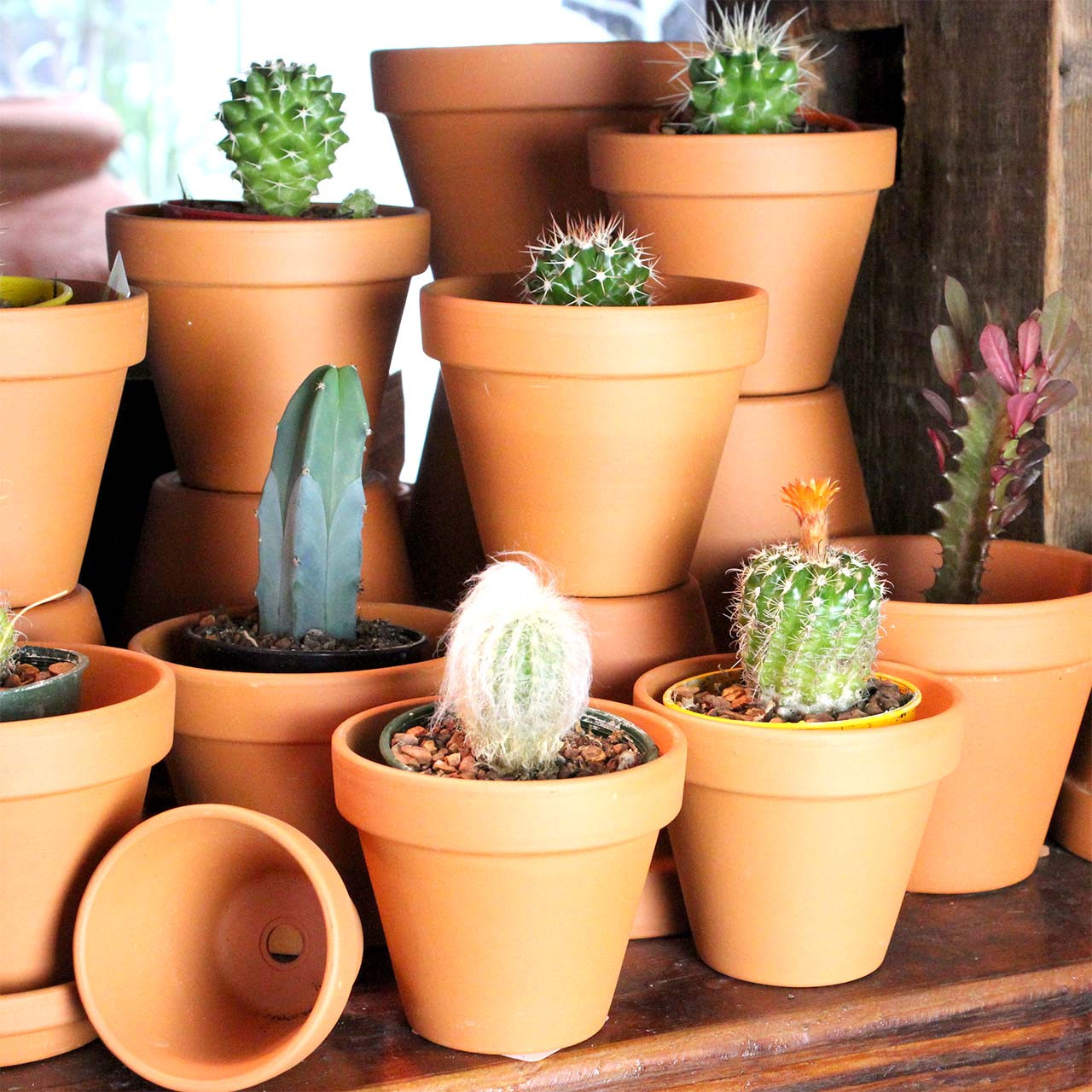 Terracotta Plant Pots