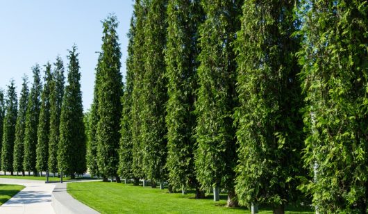 Thuja plicata fastigiata Upright Conifers in a row Western Red Cedar Trees hedge screening green foliage