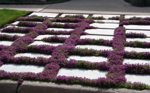 Thymus prawcox Purple Creeping thyme plant groundcover flowering inbetween pavers in a garden