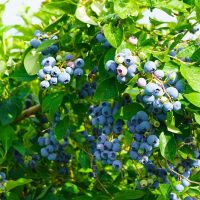 Clusters of ripe blueberries emerge through vibrant green leaves, evoking the abundant foliage typical of a flourishing Carex buchananii 'Leatherleaf Sedge' landscape, available in a 6" pot (bulk buy of 48).