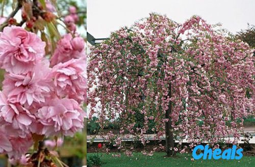 Cheals and Falling Snow Weeping Cherry giveaway