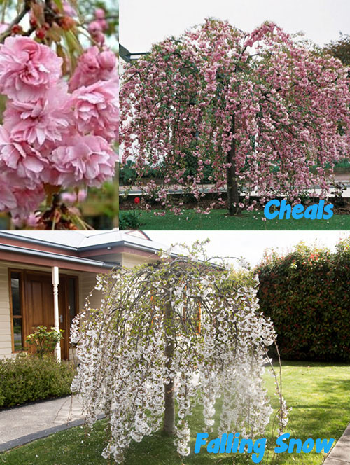 Cheals and Falling Snow Weeping Cherry giveaway