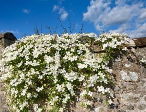 Clematis montana alba White star shaped open flowers growing on a stone wall creeping down