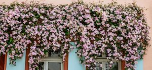 clematis montana rubens rubra growing on the side of a building. pink star shaped flowers