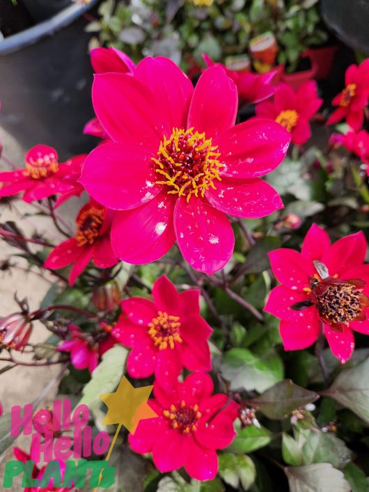 Dahlia Happy Days®'Cherry Red' 6" Pot dahlias in a garden with black pots.