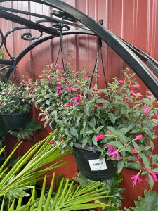 Fuchsia x hybrida Electric Lights hanging baskets green leaves anf hot pink and purple tubular flowers