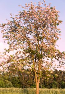 robinia decaisneana Pink Wisteria Tree advanced flowering season in open paddock with blue sky in the background