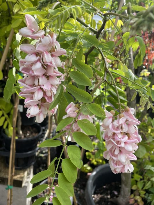 Robinia decaisneana 'Pink Wisteria Tree'