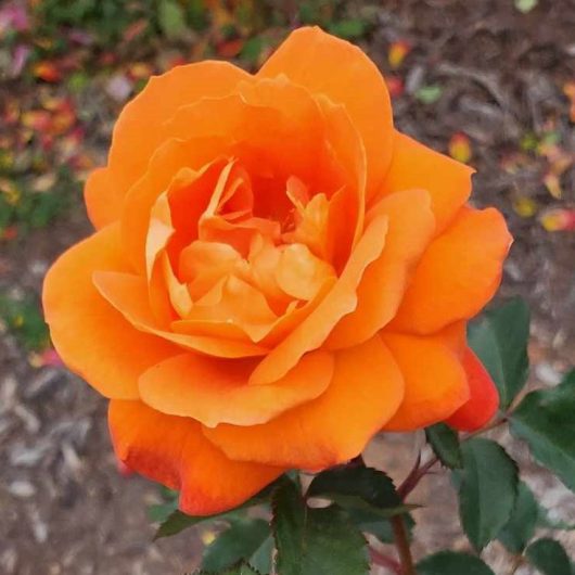 bright orange beautiful rose hybrid tea fearless