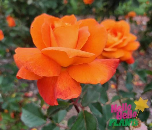 rosa hybrid tea fearless bright orange rose petals