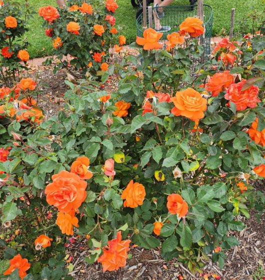 Rose 'Fearless' PBR 3ft Standard Growers Flash Sale!