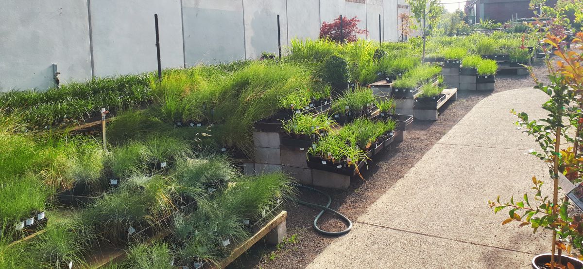 A row of potted plants showcasing modern garden styles on a sidewalk.