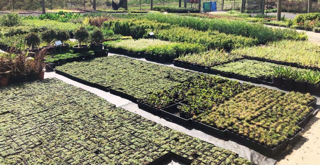 A modern garden with a variety of plant species.