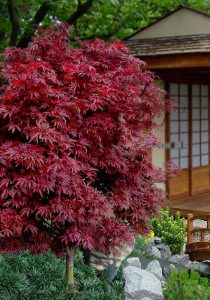Shaina Japanese Maple in garden, red leaves