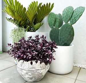 Stoneware Pot in foreground