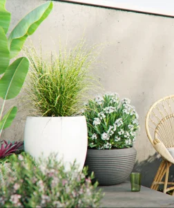 Plants in courtyard, backyard