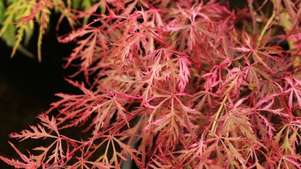 Hana Matoi Japanese Maple with red leaves