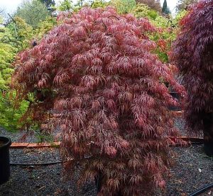 Hana Matoi Japanese Maple