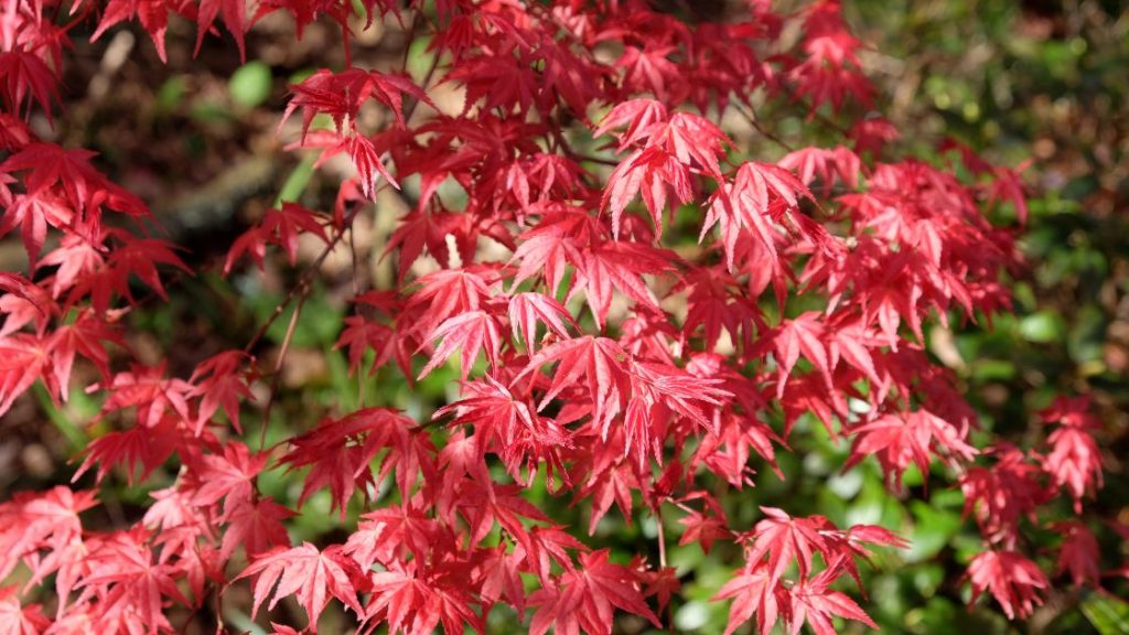 Shindeshojo Japanese Maple with red leaves