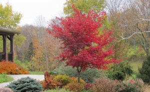 Shindeshojo Japanese Maple tree