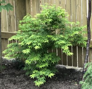 Fountain Japanese Maple