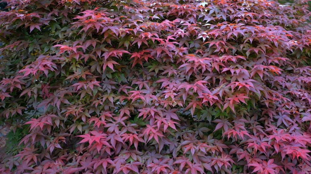 Atropurpureum Japanese Maple with red leaves.