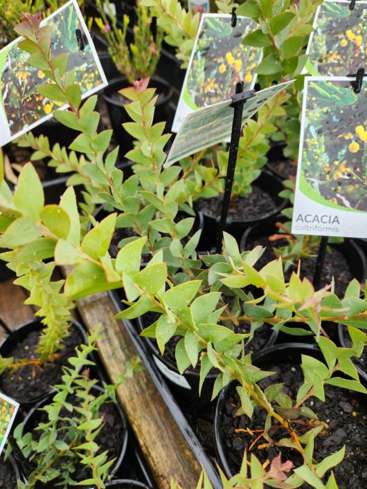 Acacia cultriformis Knife Leaf Wattle 6" Pots with labels on them. Grey blue green triangle foliage that resembles shark teeth