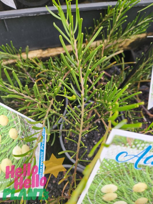 Acacia maxwellii prostrata foliage Acacia Umbrella Bush prostrate groundcover leaves
