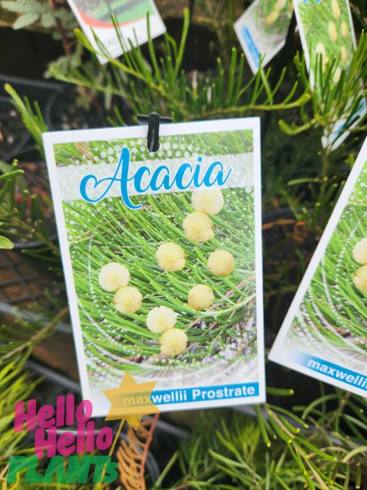 Acacia maxwellii 'Umbrella Bush' Prostrate 6" Pot seedlings hanging from a tree in a garden.