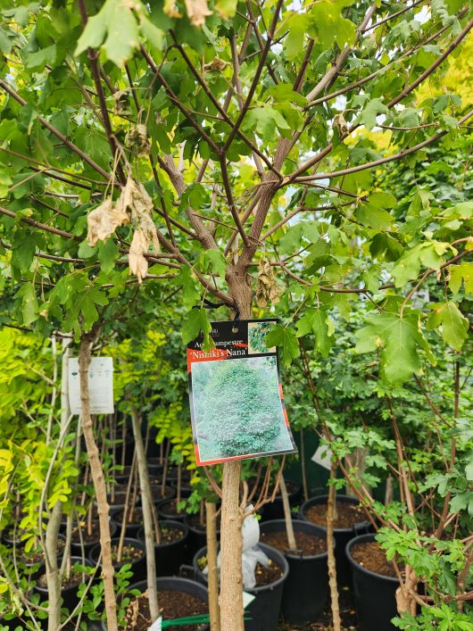 An Acer campestre 'Nishiki's Nana' Standard Maple 20" Pot with a label on it.