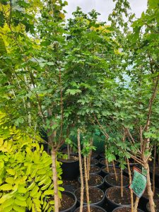 Acer campestre Dwarf Field Maple Standard Nishikis Nana Maple trees with green leaves and trunks