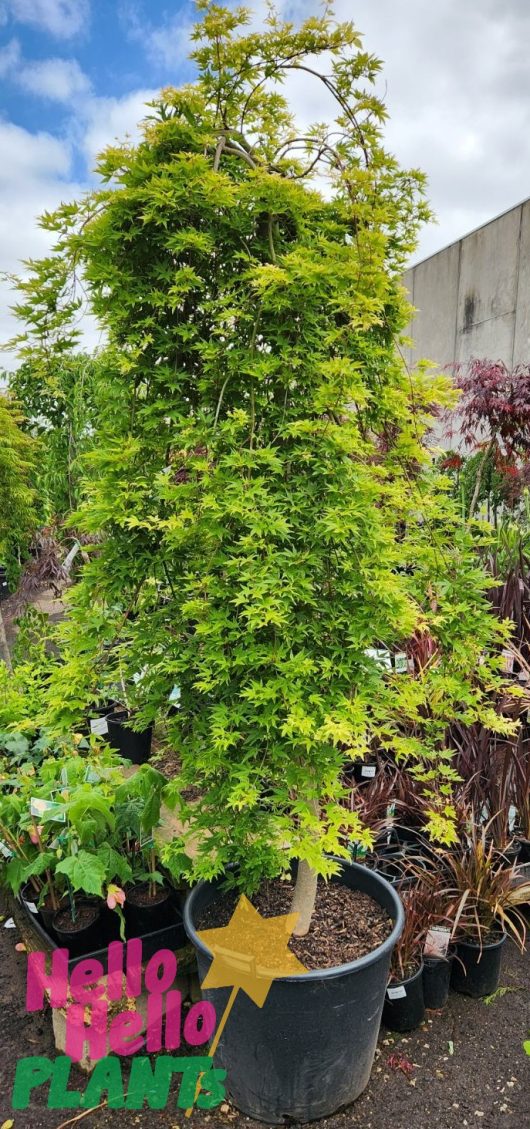 Acer 'Nishiki Fountain' Japanese Maple 155L in a pot in a garden.