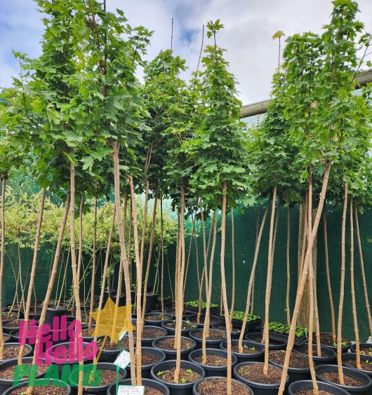 A group of Acer platanoides 'Globosum' Designer Maple Standard 1.8m 16" (Freshly Potted) in pots in a greenhouse.