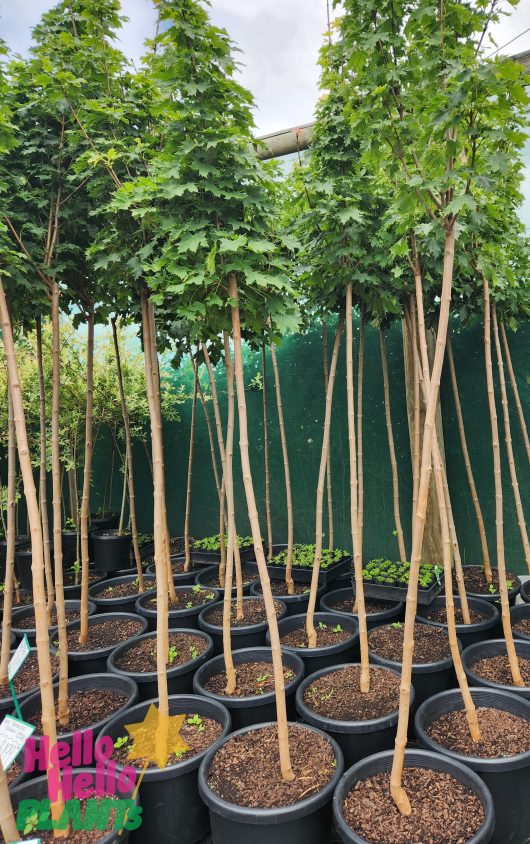 Acer platanoides Globosum Designer Maple Standard Norway Norweigan Maple tall standard trees with lush green leaves
