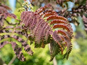 A close up of the leaves of an Albizia 'Chocolate Fountain™' Silk Tree burgundy
